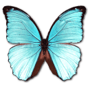 http://icons.iconarchive.com/icons/adrian-melsha/morpho-butterfly/128/Morpho-Menelaus-Hubneri-icon.png