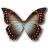 http://icons.iconarchive.com/icons/adrian-melsha/morpho-butterfly/48/Morpho-Theseus-Amphotrion-icon.png