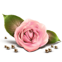 rose icon