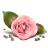 Юрмала (Jūrmala) Rose-icon