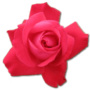 Rose Cerise icon