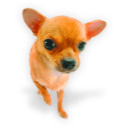Puppy 3 icon