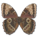 Morpho-Peleides-Montezuma-Underside icon