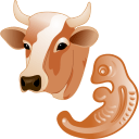 Cow embryo icon
