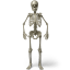 Standing skeleton icon