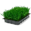 Wheatgrass tray icon