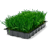 Wheatgrass-tray icon