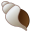 Spiral shell icon