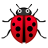 Lady beetle icon