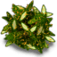 Sesame grilled asparagus icon