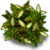 Sesame-grilled-asparagus icon