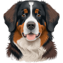 Bernese Mountain Dog icon