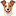 Jack Russel Terrier icon