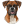 Boxer Dog icon