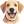 Labrador Yellow icon