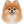 Pomeranian Dog icon