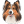 Shetland Sheepdog icon