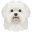 Maltese Dog icon