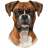 Boxer-Dog icon