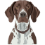 German Shorthaired Pointer icon