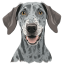 Greyhound icon