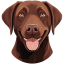 Labrador Brown icon