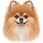 Pomeranian Dog icon