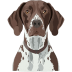 German-Shorthaired-Pointer icon