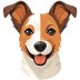 Jack-Russel-Terrier icon