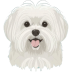 Maltese-Dog icon