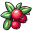 Cranberry Illustration icon