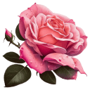 Pink-Rose-2 icon