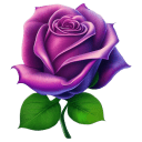 Purple-Rose-Blossom icon