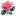 Pink Rose icon