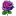Purple Rose Blossom icon