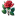 Red Rose icon