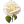 White Rose 2 icon