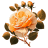 Orange-Rose-3 icon