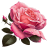 Pink Rose 2 icon