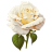 White Rose 2 icon