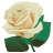 White-Rose-3 icon