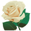 White Rose 3 icon