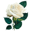White Rose icon