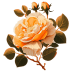 Orange-Rose-3 icon