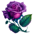 Purple-Rose icon