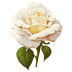White-Rose-2 icon