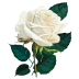 White-Rose icon