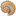 Sea Shell icon