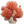 Coral 1 icon