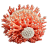 Coral 2 icon